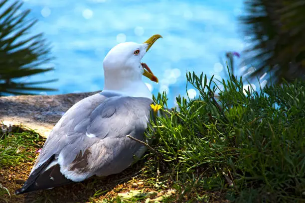 Close-up of a beautiful seagull sitting with an open beak on a rock, palm leaves on both sides, and a blurred sea in the background.