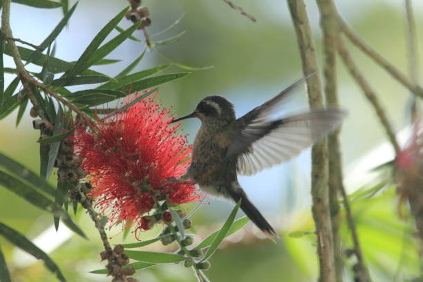 istock Amazing speckled hummingbird (Adelomyia melanogenys) feeding on callistemon red flower tree 1126576503