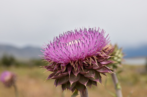 thistle flower in Los Glaciares national park closeup view