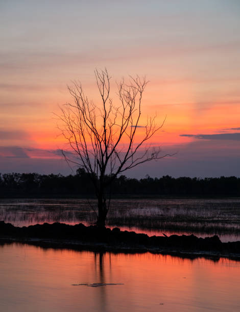 istock Silhouette of Tree branch with beautiful sky in sunset, Vertical image. 1126577875
