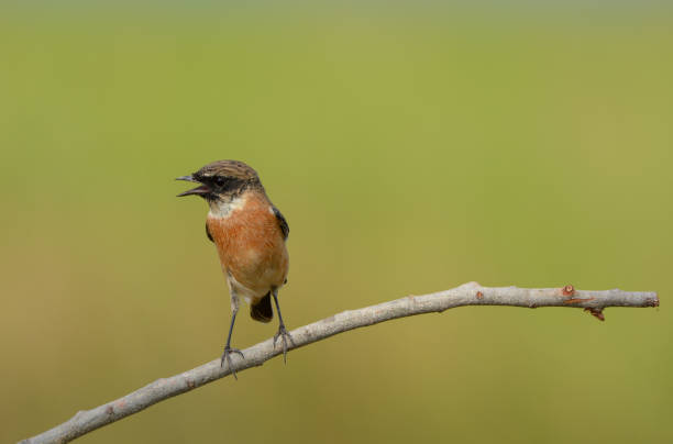 istock Eastern Stonechat (Saxicola stejnegeri) on tree branch in sunny day 1126577884