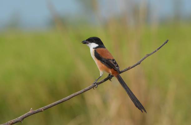istock Long-tailed shrike, Beautiful bird in Thailand. 1126577887