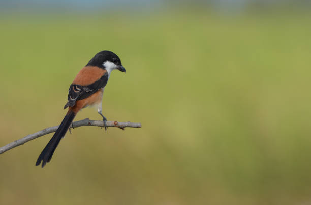 istock Long-tailed shrike, Beautiful bird in Thailand. 1126577929
