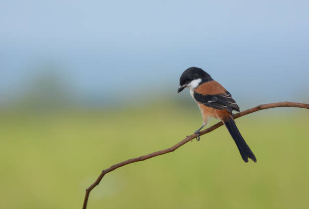 istock Long-tailed shrike, Beautiful bird in Thailand. 1126577933