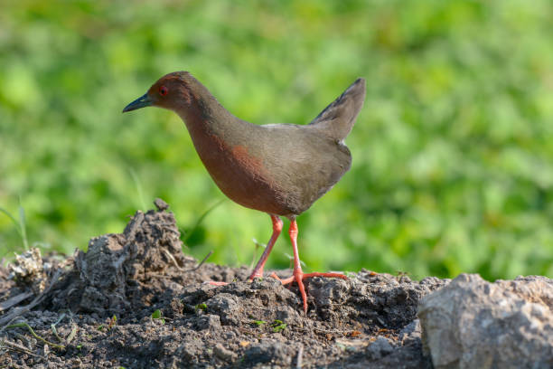 istock Ruddy-breasted Crake, Beautiful bird in Thailand. 1126578071