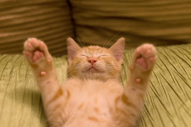 A young orange and white kitten throws her paws over her head as she lies on her back in bed.