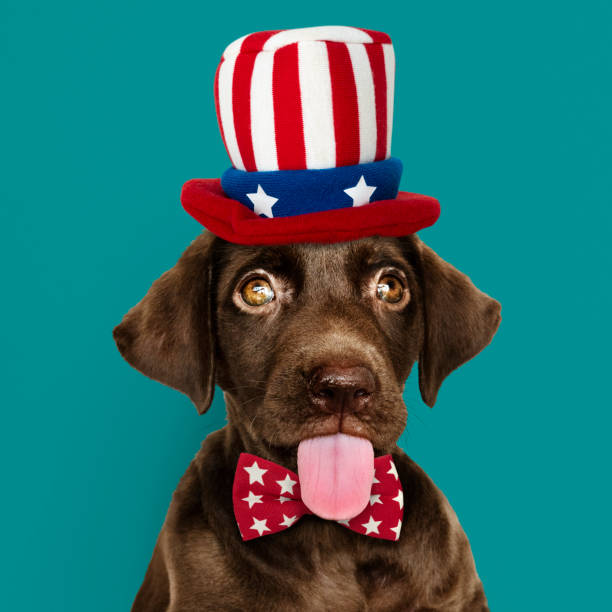 istock Cute chocolate Labrador Retriever in Uncle Sam hat and bow tie 1126580122