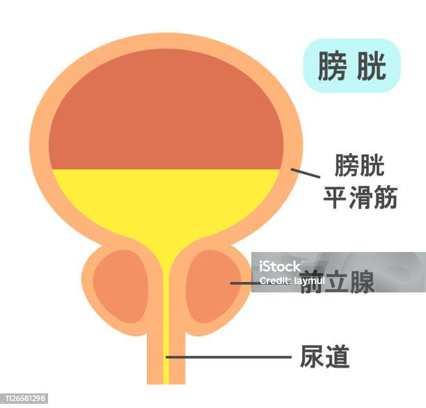 Build A Bladder The Structure Of The Bladder Stock Illustration - Download Image Now ...