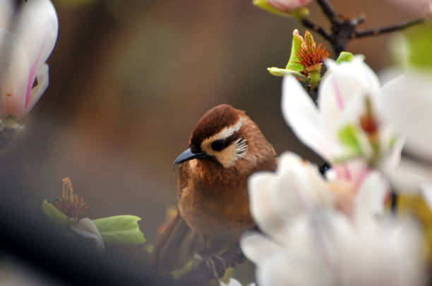 During the cherry blossom season, many brown-eared bulbuls as well as Japanese white-eye are observed flocking to cherry trees to consume nectar from flowers.