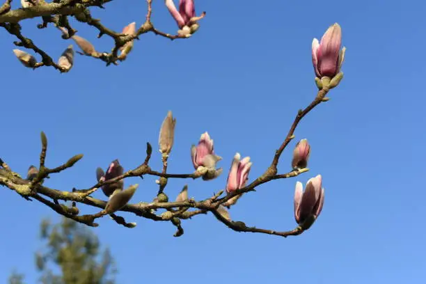 Flower hatching in spring in the south of France.