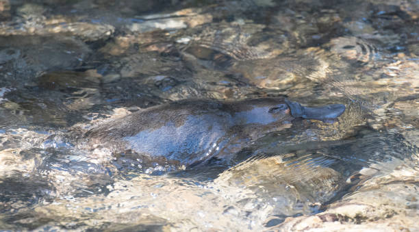 istock Platypus swimming in a remote creek 1126585887