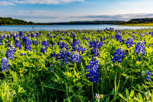 texas bluebonnets au lac travis à muleshoe bend au texas. - wildflower flower colorado lupine photos et images de collection