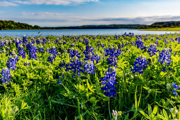 istock Texas Bluebonnets at Lake Travis at Muleshoe Bend in Texas. 1126585944