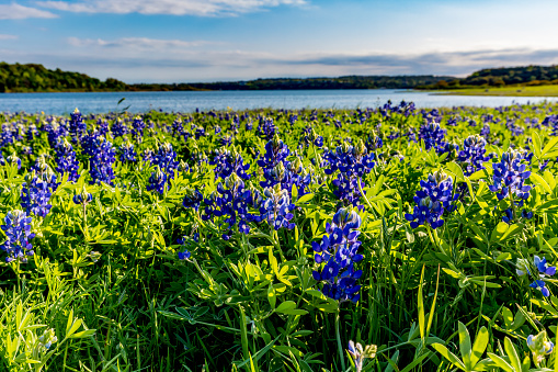 A Wide Angle Closeup of Beautiful Famous Texas Bluebonnet (Lupinus texensis) Wildflowers  at Muleshoe Bend on Lake Travis in Texas.
