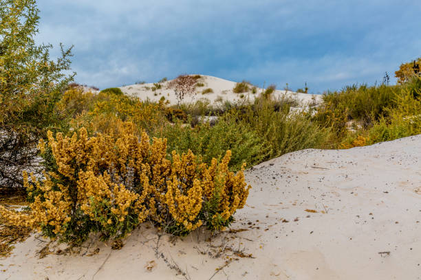l’incroyable surréaliste de sable blanc du nouveau-mexique - bizarre landscape sand blowing photos et images de collection