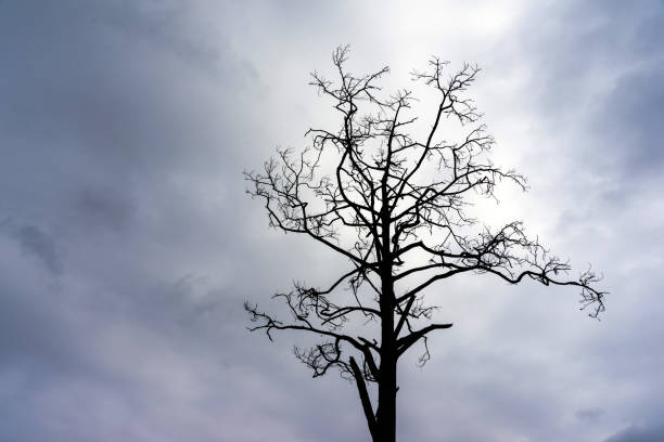 Silhouette of leafless pine tree twigs with cloudy sky background.