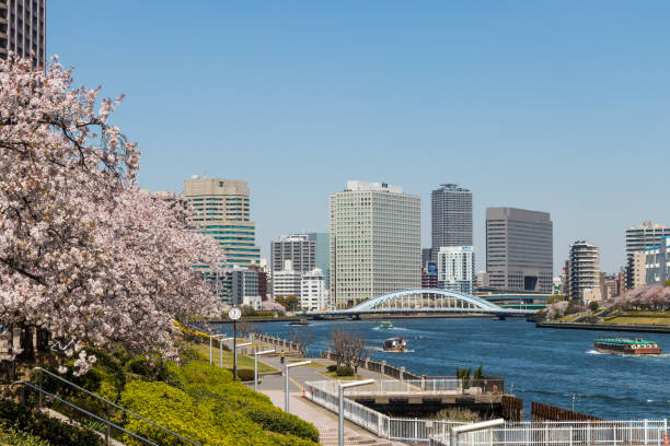 Scenery with cherry blossoms near Aioi Bridge in Chuo-city, Tokyo, Japan stock photo