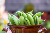 Freshly harvested green peas from organic garden