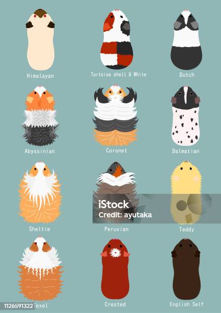 Breeds Of Guinea Pig Stock Illustration - Download Image Now - Guinea Pig, Peru, Animal