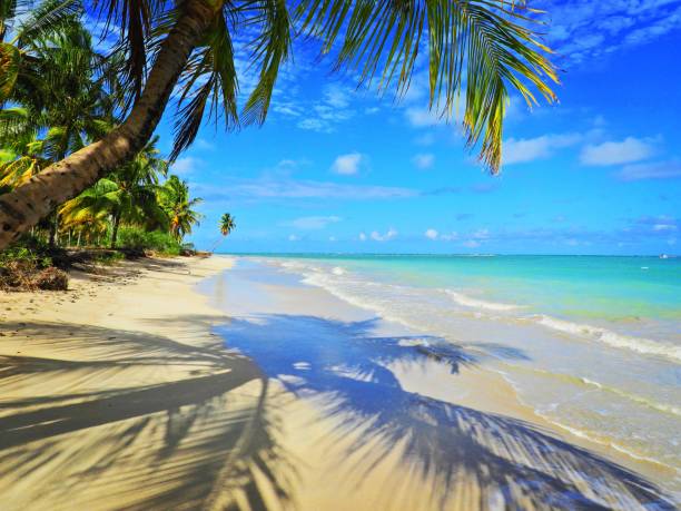 São Miguel dos Milagres, Alagoas, Brazil: Fantastic beach scene. Caribbean view. Paradise Beach with crystal water and blue sky.  Great landscape. maceio photos stock pictures, royalty-free photos & images