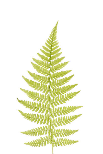 istock Green sprig of fern. 1126592601