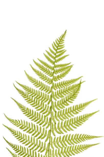 istock Green sprig of fern. 1126592619