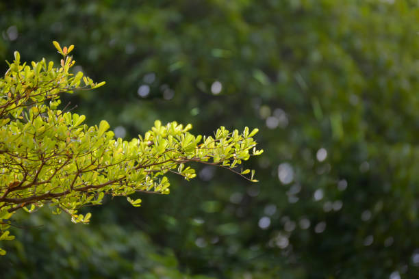istock Branches of tree and leaves with copy space 1126593434
