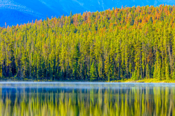 istock Jasper National Park in Alberta Canada 1126594467