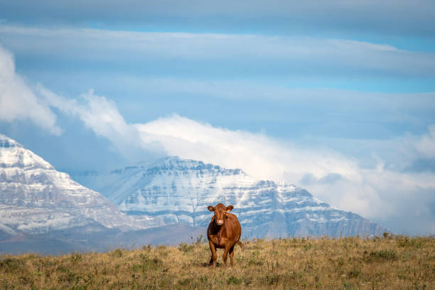 istock Happy cow with mountain view, southern Alberta, Canada 1126595286