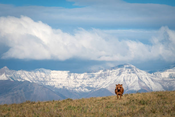 vaca feliz com vista para a montanha, sul de alberta, canadá - alberta canada animal autumn - fotografias e filmes do acervo