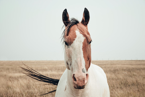 Beautiful horse in a field in south Alberta near Fort Macleod.