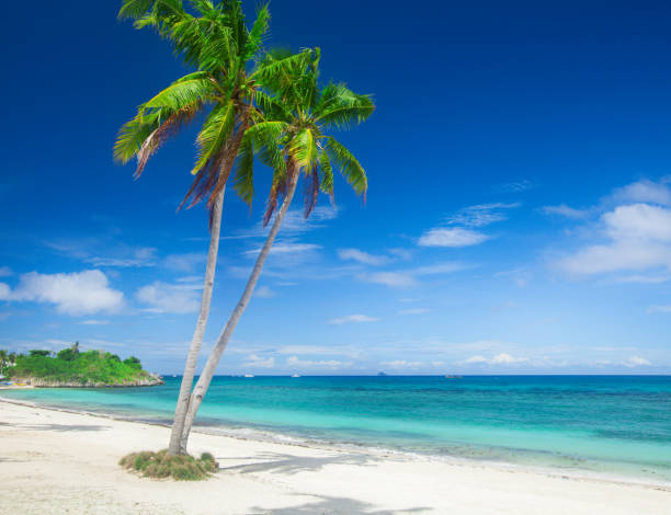 istock beach and coconut plm tree, Langob beach, Malapascua island, Cebu 1126598374