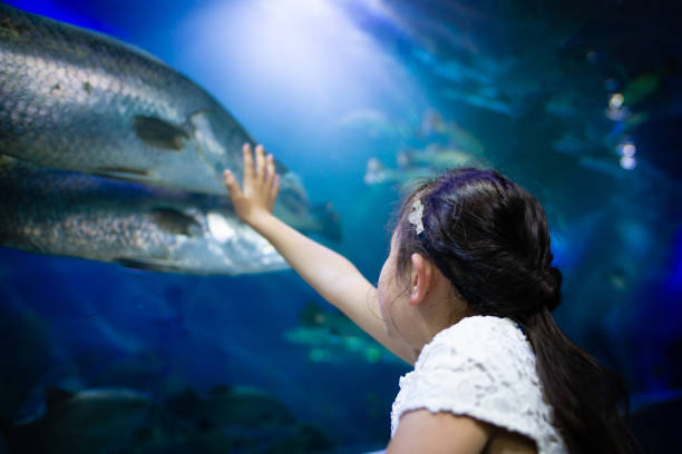 istock girl watching an aquarium 1126599198