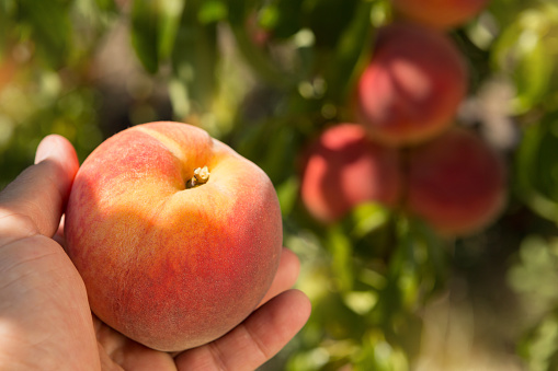 a large ripe peach in a man's hand against the background of other peaches on peach trees