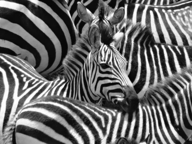A dazzle of Zebras A dazzle of zebras gather together after crossing a large river in the Masai Mara, Kenya. zebra photos stock pictures, royalty-free photos & images