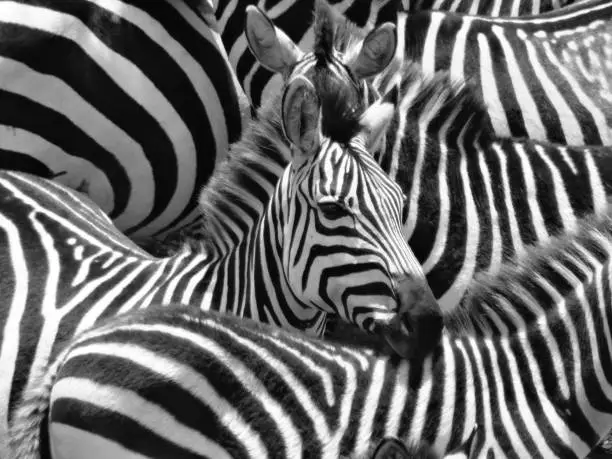 A dazzle of zebras gather together after crossing a large river in the Masai Mara, Kenya.