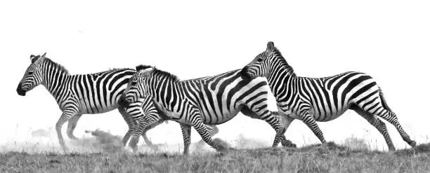 Zebras running across the hot plains of Kenya, ruffling up the dusty ground.