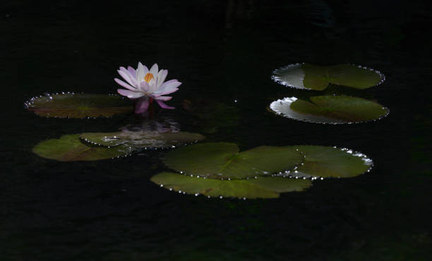 istock Waterlily in Hong Kong 1126601762