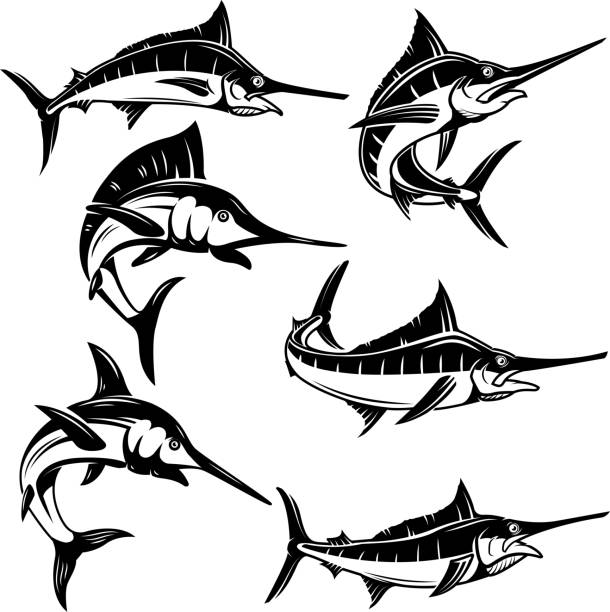 ilustraciones, imágenes clip art, dibujos animados e iconos de stock de conjunto de marlin, ilustraciones de pez espada. elemento de diseño para el emblema, signo, etiqueta, insignia. - catch of fish illustrations