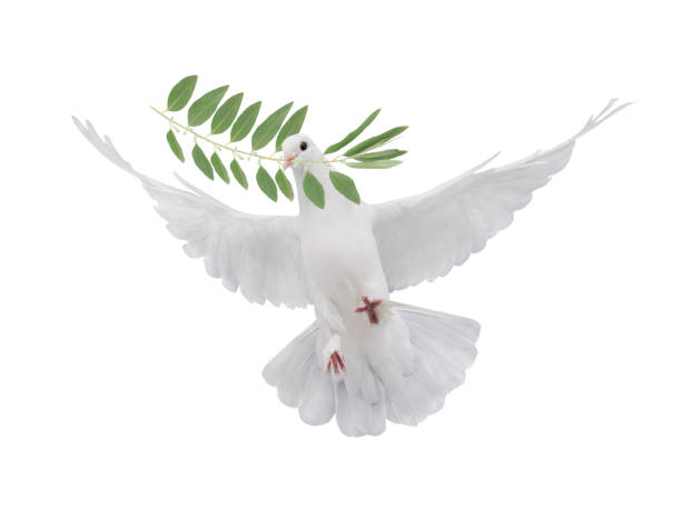 symbool witte duif met palmtak - olijfblad stockfoto's en -beelden