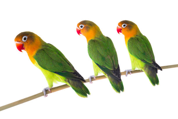fischeri lovebird parrots on a white fischeri lovebird parrots on a white background three parrots stock pictures, royalty-free photos & images