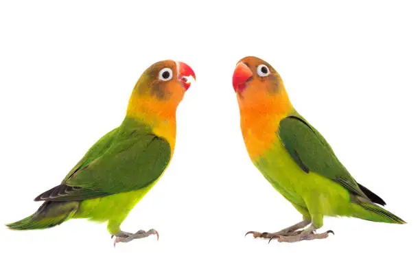 Photo of fischeri lovebird parrots on a white