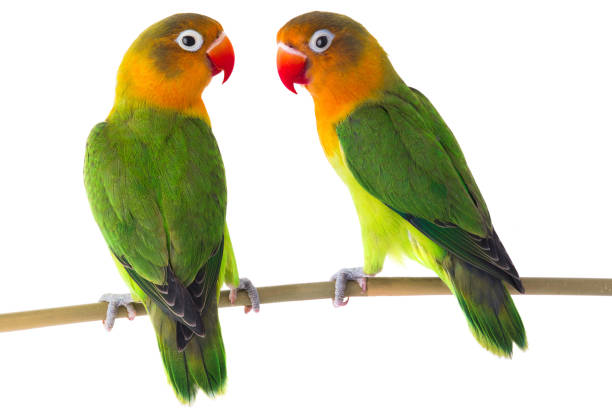 istock fischeri lovebird parrots on a white 1126607862