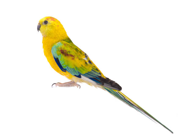 istock parrot male (haematonotus psephotus) isolated on white 1126607873