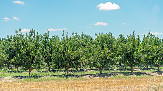 A crop of healthy juicy citrus fruits being grown on an Australian agriculture farm