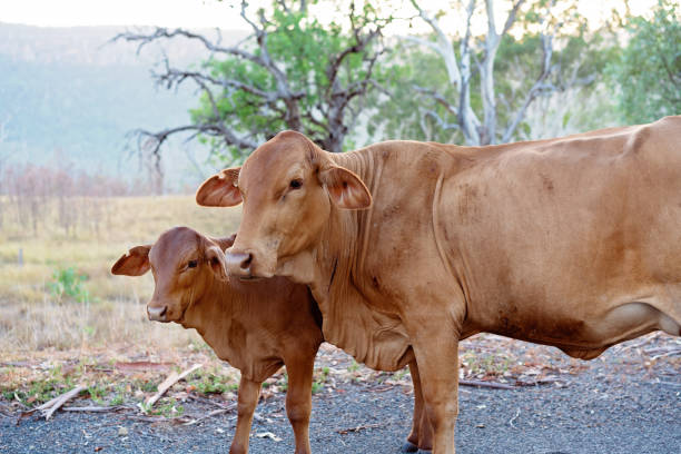 道路で 2 頭の牛 - cattle station ストックフォトと画像