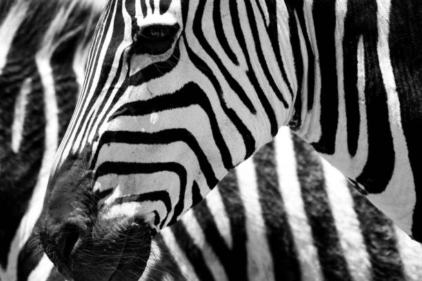 istock Head of Zebra on background stripes pattern of zebra skin 1126609385