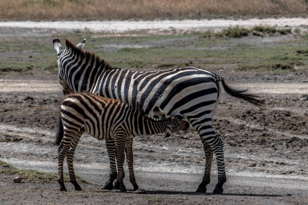 istock Zebra foal suckling from mother 1126609514
