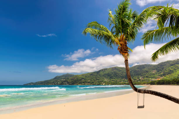 istock Coconut palm over sandy beach on tropical island 1126610595