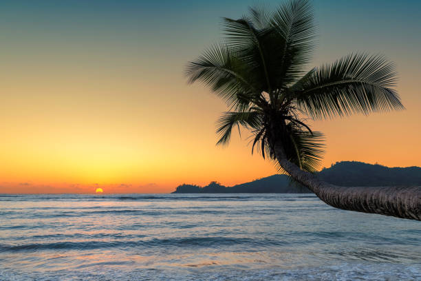istock Coco palm at sunset over tropical beach in Caribbean sea 1126610663